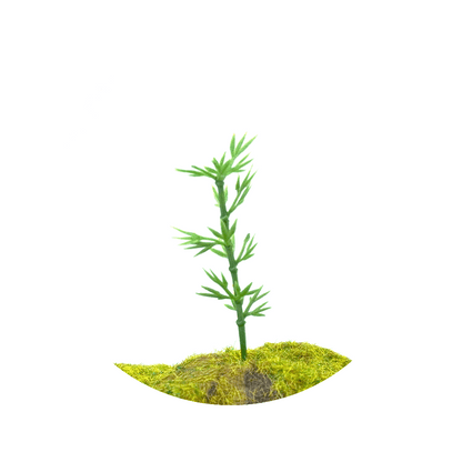 8cm 6cm 4cm Miniature Trees for DIY Miniatures, Architecture Models and Perfect for Diorama Projects